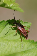 Typocerus acuticauda