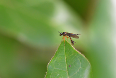 Dioctria bicincta