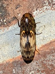 Pherhimius fascicularis