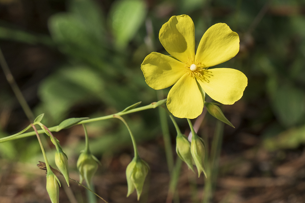 Woody Rock-rose