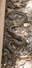 Thamnophis proximus