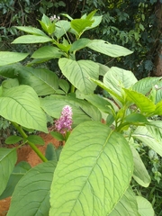 Phytolacca thyrsiflora