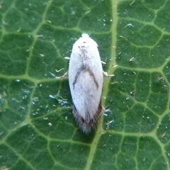 Pseudopostega saltatrix