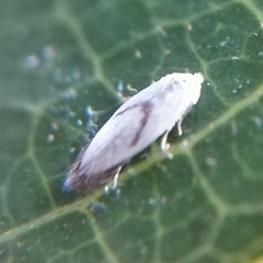 Pseudopostega saltatrix