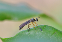Dioctria bicincta