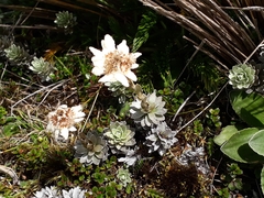 Leucogenes leontopodium