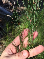 Restio subverticillatus