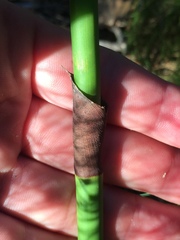 Restio subverticillatus