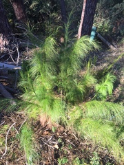 Restio subverticillatus