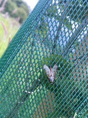 Rhagio scolopaceus