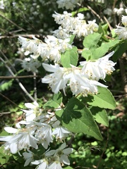 Styracaceae