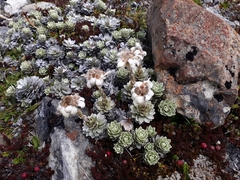 Leucogenes leontopodium