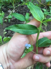 Commelina diffusa diffusa