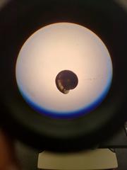 Striatura milium