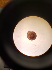 Striatura milium