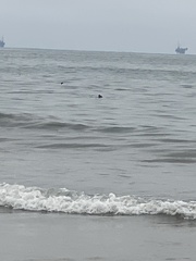 Phoca vitulina