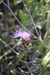 Psephellus marschallianus