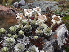 Leucogenes leontopodium