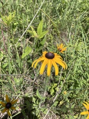 Rudbeckia hirta pulcherrima