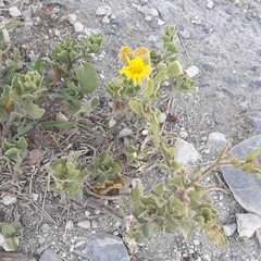 Heterotheca mucronata