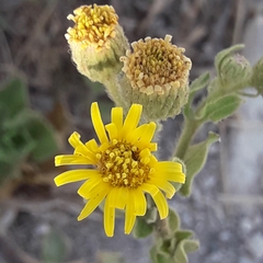 Heterotheca mucronata