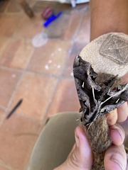 Hemeroplanes triptolemus