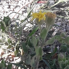 Heterotheca mucronata
