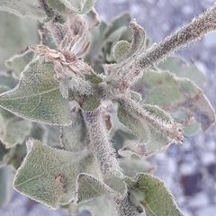 Heterotheca mucronata