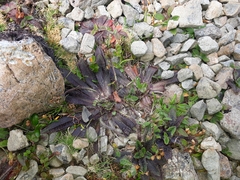 Plantago novae-zelandiae