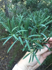 Afrocarpus falcatus