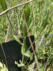 Rudbeckia hirta pulcherrima