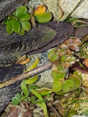 Plantago novae-zelandiae