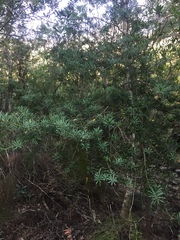 Afrocarpus falcatus