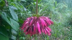 Angiospermae