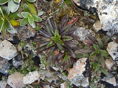 Plantago novae-zelandiae