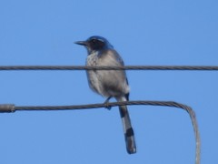 Aphelocoma californica