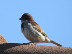 Passer domesticus