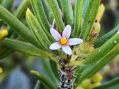 Strumpfia maritima