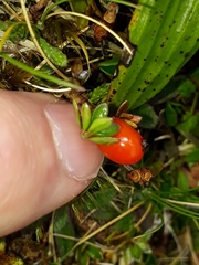 Coprosma perpusilla perpusilla