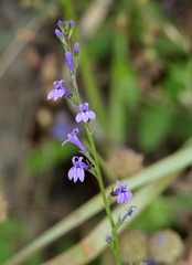 Lobelia urens