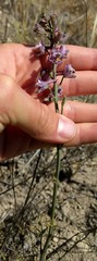 Delphinium gypsophilum