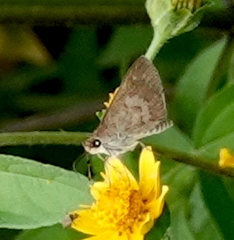 Callimormus saturnus