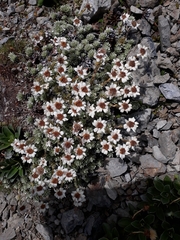 Leucogenes leontopodium