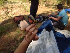 Taeniopoda tamaulipensis