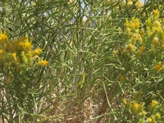 Chrysothamnus greenei