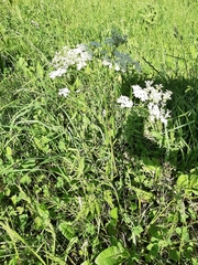 Anthriscus sylvestris