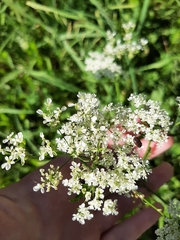 Anthriscus sylvestris