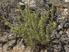 Neokochia americana