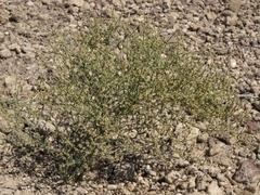 Eriogonum brachyanthum