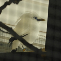 Leucopsar rothschildi